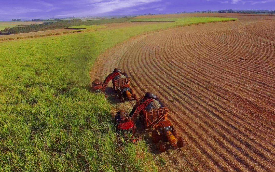 Optimizing Renewal Schedules for 160,000 Acres of Sugar