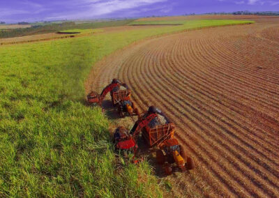 Optimizing Renewal Schedules for 160,000 Acres of Sugar