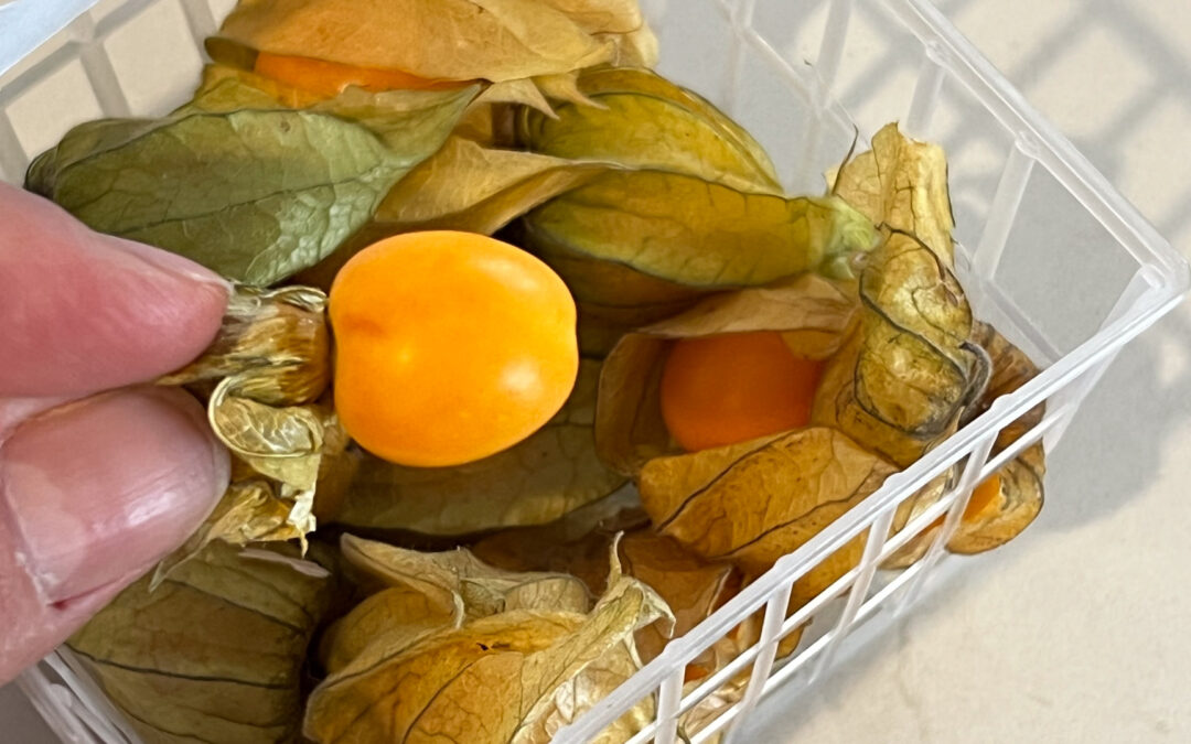 Photo of Cape Gooseberries, one has been opened from its shell of dry petals