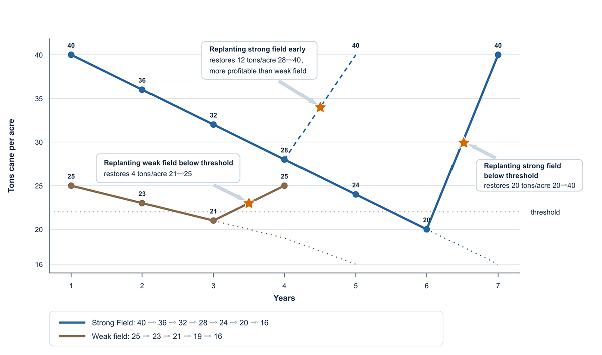 Illustrative sugarcane tonnage decline and recovery after replanting
